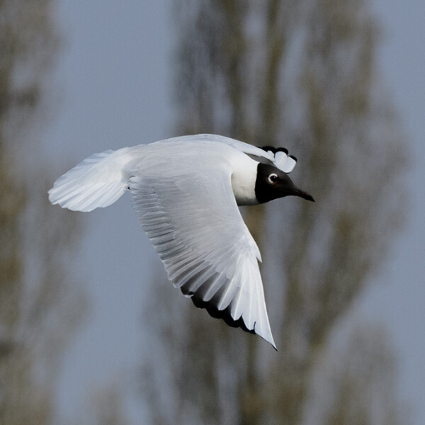 le vol d'une mouette rieuse au dessus de l'eau
